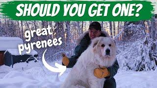 Great Pyrenees Breed Review: Alaskan Edition