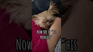 His princess  #love #dog #shorts #funny #beautiful #pet #viral #trending #fyp #relax #yt #youtube