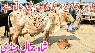 Cholistani Sahiwal Cross And Pure Cow |  Shah Jamal Cow Mandi || Mandi Star