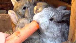 Flemish Giant Bunny Rabbit and Babies Bunnies Eating Strawberry and Carrot