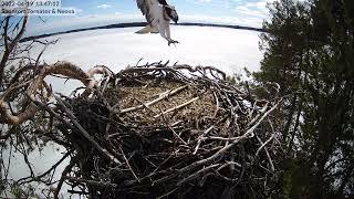 Ensimmäinen sääksi pesälle / The first osprey arrived (19.04.2022)