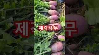 웃어야 할까요, 울어야 할까요?#무수확 #무재배 #farming #gardening#agriculture #월광수변농원 #텃밭농사 #텃밭가꾸기 #텃밭농부