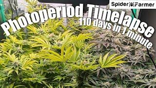 Timelapse - Clone to Harvest - Photoperiod Plants- Spiderfarmer SE3000 with supplemental Lighting