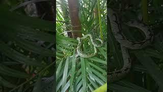 Sri Lankan Green Pit Viper - පලා පොළඟා #nature #snake #srilanka  #fyp #asia