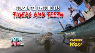 Bayou Wild [ep175] TIGERS AND TEETH | Season 13 Full Episode | Tigers in the Wild | Mason Taylor