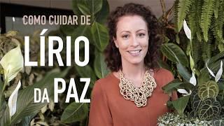 Faça seu LÍRIO da PAZ dar MUITA FLOR! 5 DICAS pra CUIDAR BEM da planta