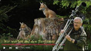 Tierfilmer bekommt Tipp eines Jagdpächters zur Beobachtung an einem Fuchsbau mit 5 Welpen   - 4K