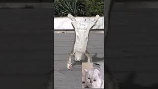 Reaction to Dancing Cats.#adorablecats #dancingcats #funnyvideo #funnycats