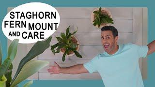 Houseplant Trends 2021: Staghorn Fern (Platycerium Bifurcatum) Plaque Mount and Crucial Care Tips!