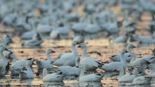 Through the Lens: Snow Goose Migration