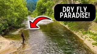 Dry Fly Fishing For Trout in CRYSTAL CLEAR RIVERS! 