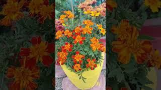 French Marigold/ Gardening with Knowledge Hub 2020