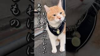 負けられない戦いがここにある #元野良猫チャチャ #猫武将 #猫 #ネコ #ねこ #cat #チャチャ