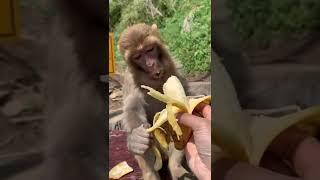 Best Monkey Baby monkey Animals monkeys Cute Monkey videos #Shorts 1100