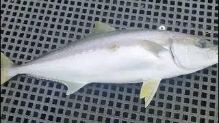 Georges River Fishing I Kingfish & Flathead.