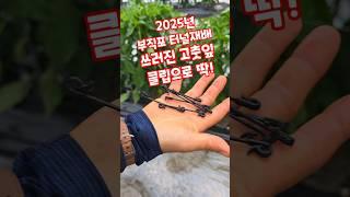 부직포터널재배 쓰러진 고춧잎 클립으로 딱! #shorts
