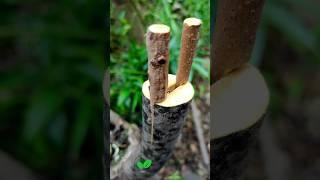 Persimmon tree grafting technique #budding #grafting #garden