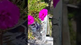 Most beautiful rainy flowers || Home garden || #shorts #youtubeshorts#trending