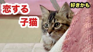 先住猫男子に恋する子猫アリスちゃん