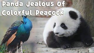 Panda Jealous Of Colorful Peacock | iPanda