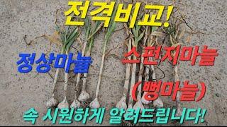 전격 비교! 정상마늘 vs 스펀지마늘(feat.올해 망해쓰요...)