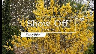 30 Seconds with Show Off® Forsythia