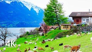 Switzerland 4K Oberried am Brienzersee, the pearl of Lake Brienz