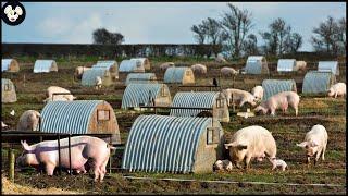 How German Farmers Raise Millions Of Free-Range Pigs - Modern Pork Processing Factory