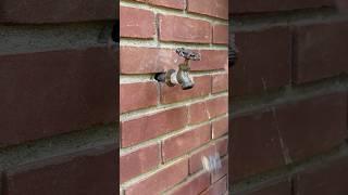 Spigot Replacement #plumberjohn #plumbing #hosebib