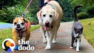 Cat Joins His Best Friend During His Daily Walk | The Dodo