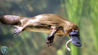 DUCKBILL PLATYPUS ─ The Cute Webbed Oddball That Can Kill You!