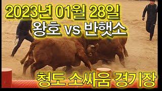 ●소싸움의 희열!● (홍)왕호 VS (청)반햇소  2023. 01. 28 청도 소싸움 경기장