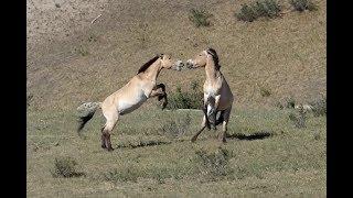 Wildlife of Hustai National Park, Mongolia   2017