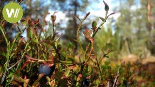 Unberührtes Lappland (Muddus Nationalpark) | Europas Urwälder, Folge 5