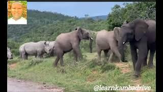 Elephants meeting Behavior Elephant socialization lesson 1