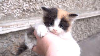 Baby Calico kittens are little angels in the world