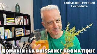 Romarin (Rosmarinus officinalis) : la puissance aromatique