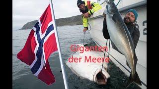 Gigant der Lofoten, angeln auf Heilbutt und Seelachs