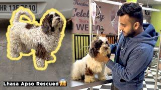 Abandoned Lhasa Apso Rescued From Road