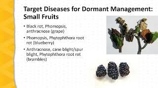 Dormant Sprays for Fruit Plants