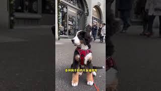 养狗的快乐谁养谁知道#养狗 #伯恩山犬 #宠物