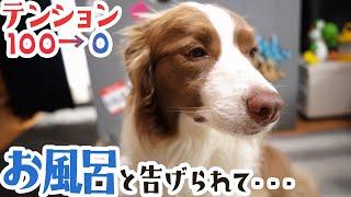 【絶望】お風呂と告げられてテンションが100→0になるボーダーコリー【表情が豊かすぎる】