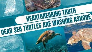 Heartbreaking Truth: Dead Sea Turtles Are Washing Ashore in Greece—Will You Help Save Them?