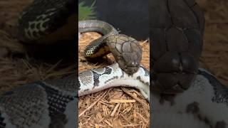 Hungry KING COBRA! #shorts #short #kingcobra #animals #reptiles #chandlerwildlife #wildlife