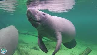 What is a manatee?