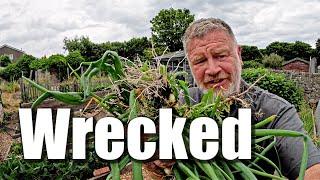 Such A Shame About My Onions | Allotment Gardening With Tony