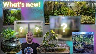 Maintaining the aquariums you all HAVE NOT SEEN in a while! PLUS upcoming aquascapes!