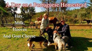 A day on a Portuguese homestead - Hay, Milk, Hooves and goats cheese.