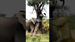 "Angry Elephant Attacks Lion in Wild Showdown!"