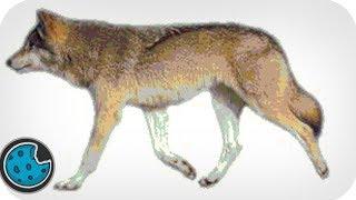 Incredibly Realistic Wolf Animation